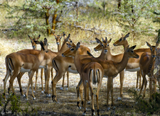 Selous Impalas