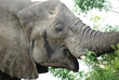 Ug Elephant 1636