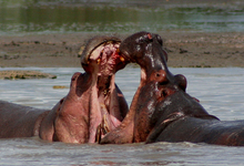 Selous Hippos Rufiji River2