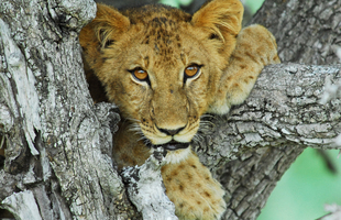 Selous Lion Cub4w