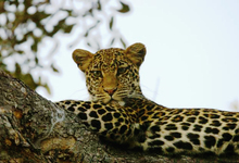 Selous Leopard2