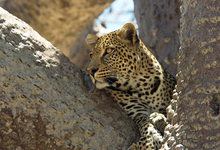 Selous Leopard3