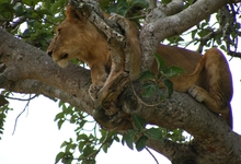 Ug Tree Climbing Lion   Queen Elizabeth Park