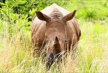 Za Pilanesberg Rhino 1774