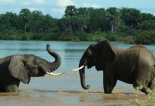 Lake Manze Elephants (6)W