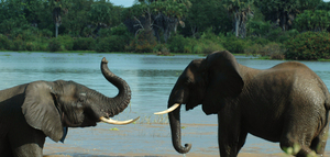 Lake Manze Elephants (6)W