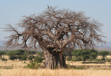 Ruaha Baobab2