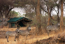 Mdonya Tentswith Zebra2