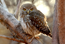 Ruaha Pearl Spotted Owlet