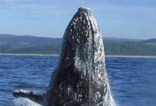 Whale Adele