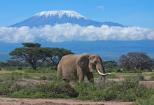 Elephant And Kilimanjaro