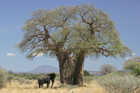 Baobab And Elephant Africa