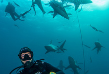 Za Aliwal Dive Baited Shark Diving 005 340x340